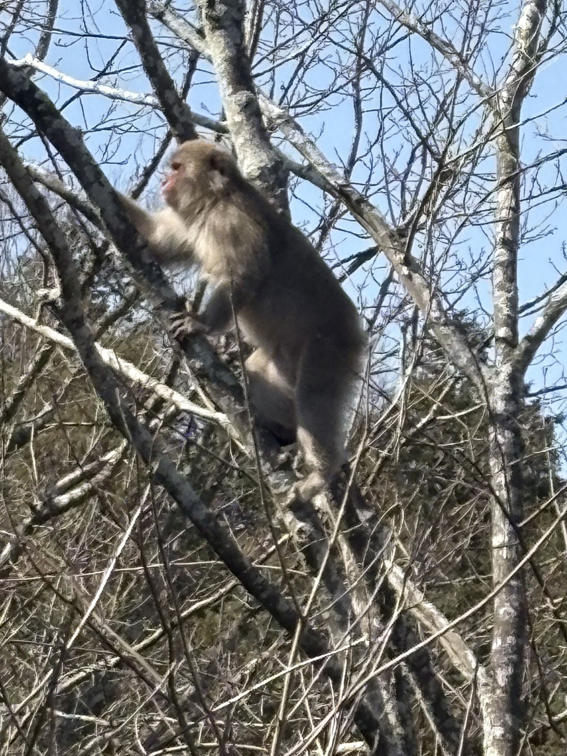 最近、春を感じるようになりました。