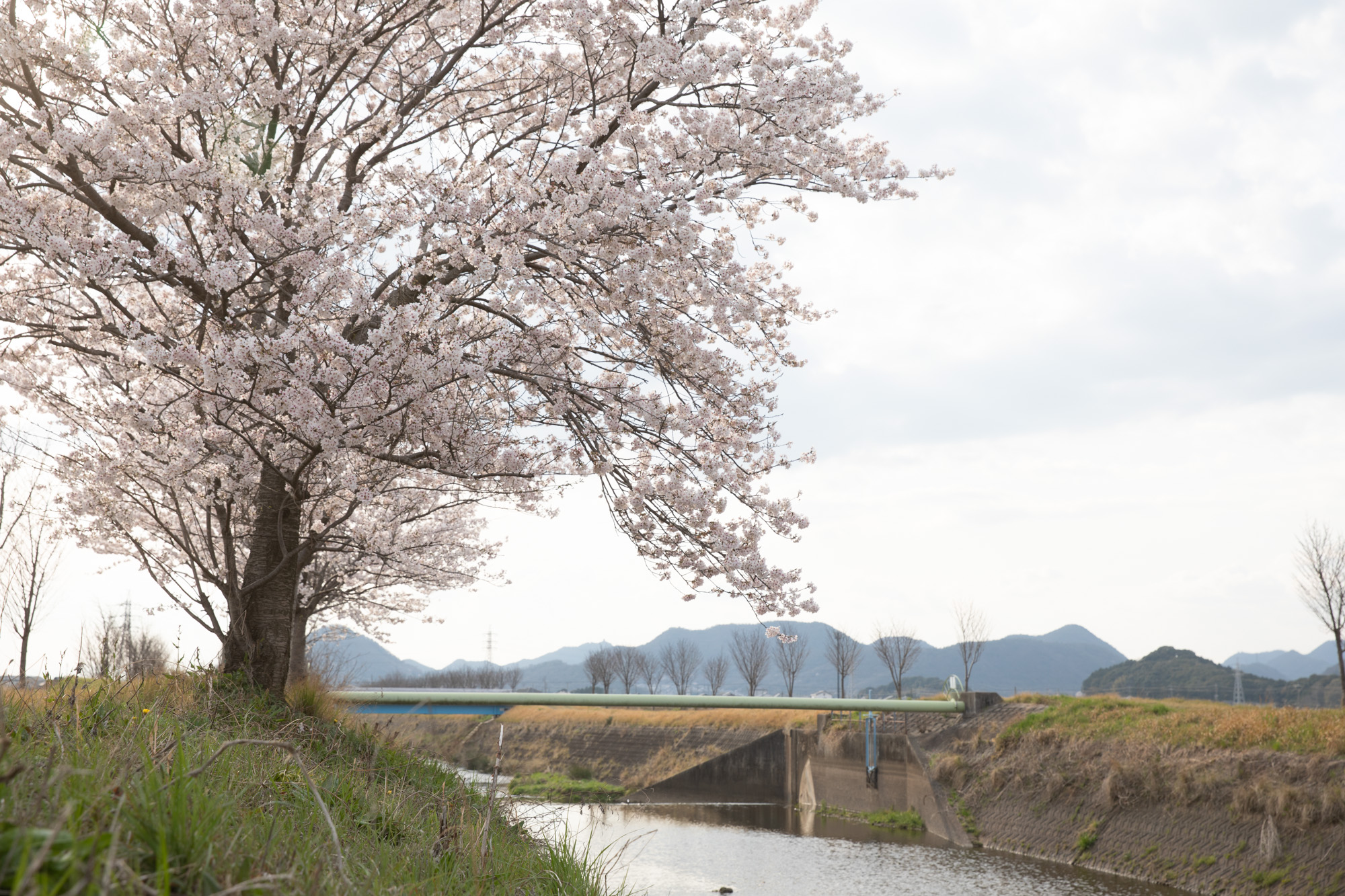 桜とか、雑誌だとか