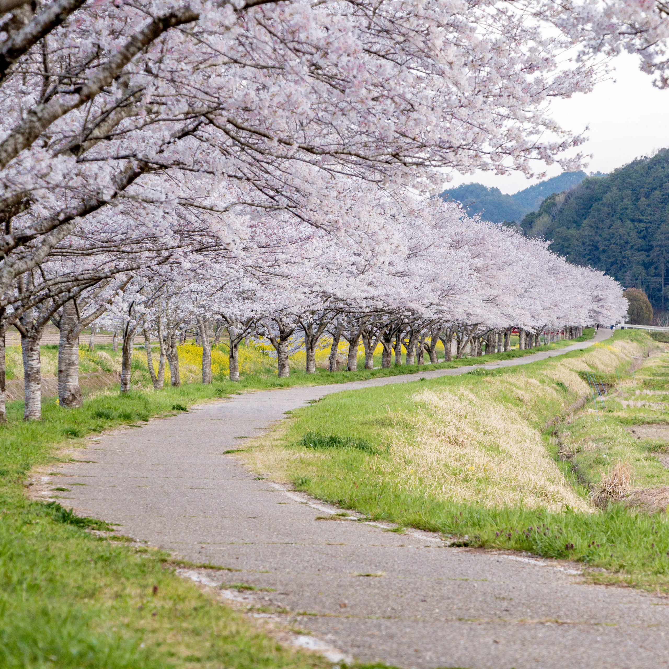 春・桜・椅子